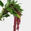 Amaranthus Red Hanging 70cm 2 Amaranthus Red Hanging 70cm -Flower Plants Sales 2024 09605A Amaranthus Red Hanging 70cm 10stms