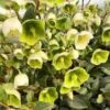 Helleborus Green -Flower Plants Sales 2024 09607A Helleborus Green