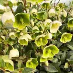 Helleborus Green
