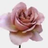Garden Rose Caffe Latte -mauve Bulk 2 Garden Rose Caffe Latte -mauve Bulk -Flower Plants Sales 2024 09612C Garden Rose Caffe Latte mauve Bulk