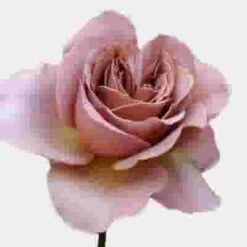 Garden Rose Caffe Latte -mauve Bulk