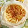 Garden Rose Effie Apricot - Bulk