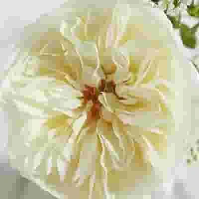 Garden Rose Leonora Cream - Bulk 3 Garden Rose Leonora Cream - Bulk