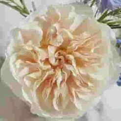 Garden Rose Eugenie Peach - Bulk