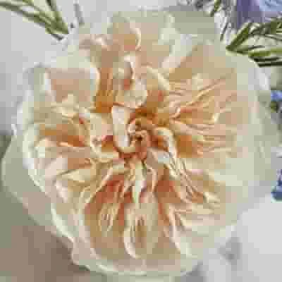 Garden Rose Eugenie Peach - Bulk 3 Garden Rose Eugenie Peach - Bulk