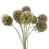 Scabiosa Pods (10 Bunches) -Flower Plants Sales 2024 09632A Scabiosa Pods 10 bunches