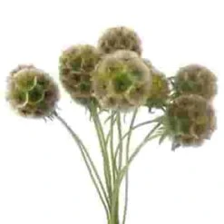 Scabiosa Pods (10 Bunches)