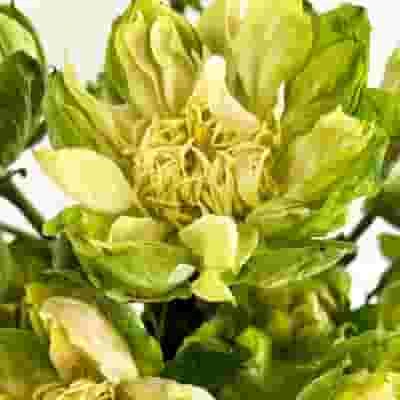 Veggie Rose Bi-color 4 Veggie Rose Bi-color - Image 2