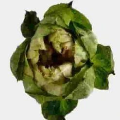 Veggie Rose Bi-color 7 Veggie Rose Bi-color -Flower Plants Sales 2024 09634C Veggie Rose Bi color