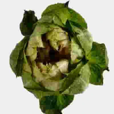 Veggie Rose Bi-color 5 Veggie Rose Bi-color - Image 3