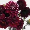 Dahlias 5 Bunch (50 Stems) - Burgundys -Flower Plants Sales 2024 09649A Dahlias 5 Bunch 50 Stems Burgundys