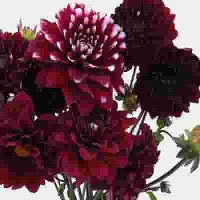Dahlias 5 Bunch (50 Stems) - Burgundys 3 Dahlias 5 Bunch (50 Stems) - Burgundys