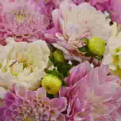 Dahlias 5 Bunch (50 Stems) - Pinks 3 Dahlias 5 Bunch (50 Stems) - Pinks