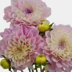 Dahlias 5 Bunch (50 Stems) - Pinks 5 Dahlias 5 Bunch (50 Stems) - Pinks -Flower Plants Sales 2024 09650B Dahlias 5 Bunch 50 Stems Pinks