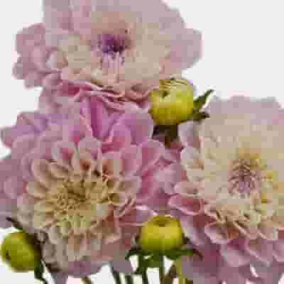 Dahlias 5 Bunch (50 Stems) - Pinks 4 Dahlias 5 Bunch (50 Stems) - Pinks - Image 2