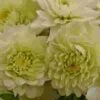 Dahlias 5 Bunch (50 Stems) - Whites -Flower Plants Sales 2024 09651A Dahlias 5 Bunch 50 Stems Whites
