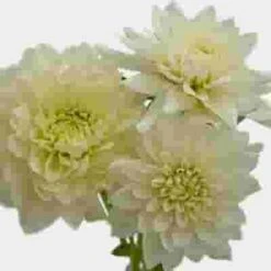 Dahlias 5 Bunch (50 Stems) - Whites -Flower Plants Sales 2024 09651B Dahlias 5 Bunch 50 Stems Whites
