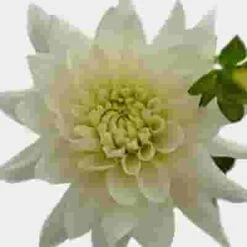 Dahlias 5 Bunch (50 Stems) - Whites -Flower Plants Sales 2024 09651C Dahlias 5 Bunch 50 Stems Whites