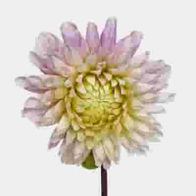 Dahlias 5 Bunch (50 Stems) - Cafe Au Lait 4 Dahlias 5 Bunch (50 Stems) - Cafe Au Lait - Image 2
