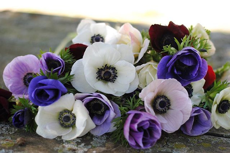 Gazebo Parts Direct Sales Store 12 Gazebo Parts Direct Sales Store -Flower Plants Sales 2024 482f29 86a8dd9d3bff415e9d59dd7f2cb69d83mv2