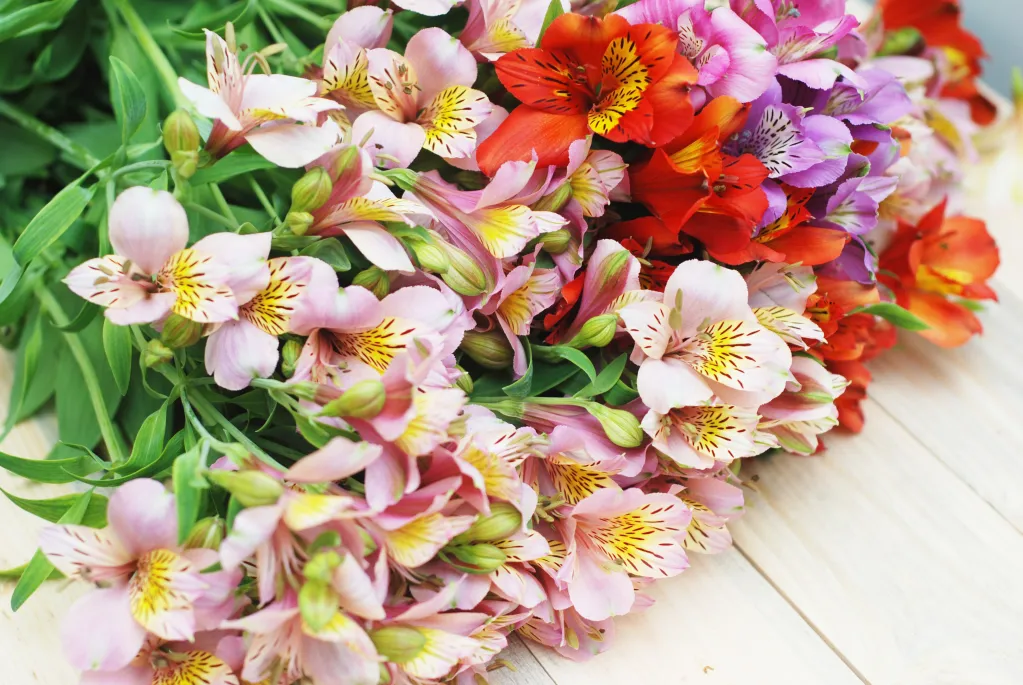 Gazebo Parts Direct Sales Store 9 Gazebo Parts Direct Sales Store -Flower Plants Sales 2024 Alstromeria 1024x685 1